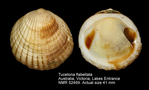 Tucetona flabellata.jpg - Tucetona flabellata(Tenison-Woods,1878)